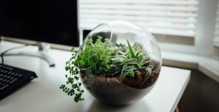 Spherical glass terrarium with succulents and greenery on a white desk beside a computer monitor, lit by window light through blinds.