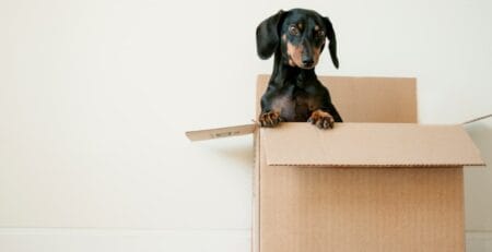 Black and tan dachshund standing with its front paws on the edge of an open cardboard box against a plain white wall.
