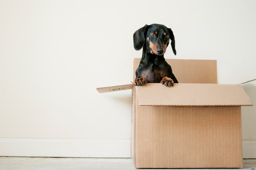 Black and tan dachshund standing with its front paws on the edge of an open cardboard box against a plain white wall.